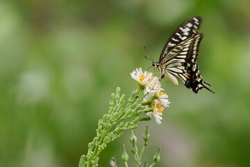 アゲハチョウとアキノノゲシ01