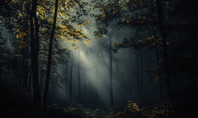 Mystical Forest with Sun Rays