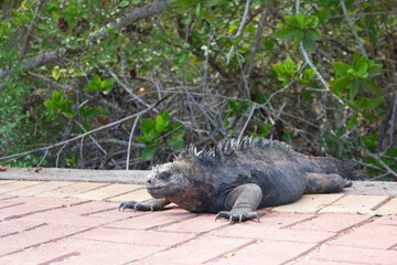 Iguana basking on a pathway at the Galapagos Charles Darwin Research Station, showcasing its unique features and natural habitat