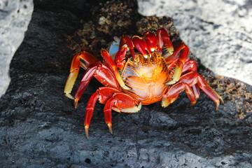 Bright red crab resting amongst dark rocks at the Galapagos Charles Darwin Research Station