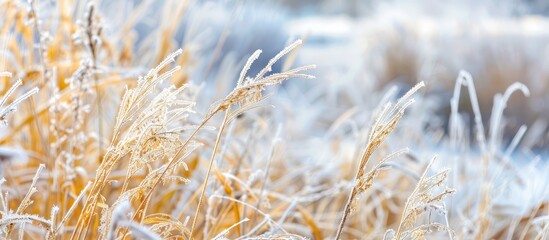 Fototapeta premium Dry Yellow Grass Covered With Hoarfrost Winter Landscape Nature In The Village Frosty Weather