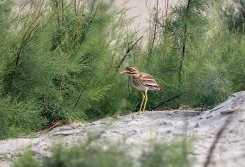 close up photo of Indian Thick-knee. Indian stone-curlew or Indian thick-knee is a species of bird in the family Burhinidae.