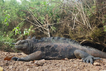 Giant land iguana resting on the ground at the Galapagos Charles Darwin Research Station during a sunny afternoon