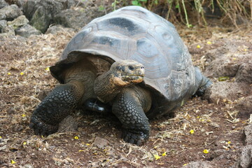 Giant tortoise at the Charles Darwin Research Station in the Galapagos Islands during a warm...