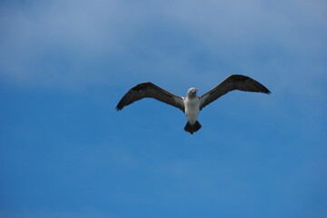 A wandering albatross soaring over Santa Cruz Pier in the Galapagos Islands during a sunny afternoon