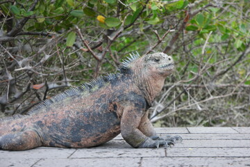 Obraz premium Relaxed Galapagos land iguana basking in the sun among greenery in the Galapagos Islands during the afternoon