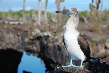 A Galapagos Blue-footed Booby perched on a rocky outcrop by the water, showcasing its striking blue feet and unique plumage