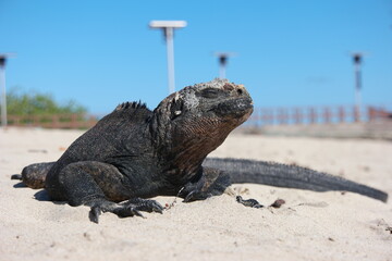 Iguana basking on sandy shore at Galapagos Pier under bright sun, showcasing unique wildlife interaction with the environment
