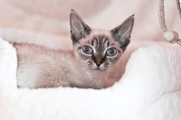 Devon Rex Katze liegt in ihrem Körbchen