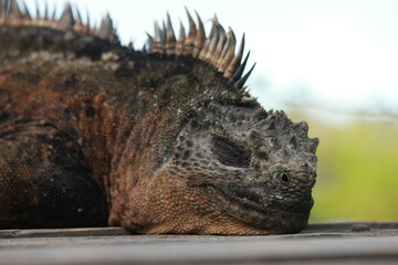 Iguana resting on a sunlit rock in the Galapagos Islands, showcasing unique adaptations and natural...