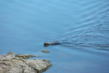 A Galapagos sea turtle gliding gracefully through calm waters near the rocky shoreline during a sunny afternoon