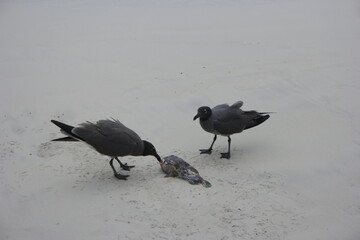 Two birds scavenging a carcass on the pristine shores of Tortuga Bay, Galapagos in a serene coastal environment