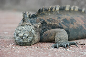 Unique Galapagos marine iguana basking on warm stones under the sun, showcasing its distinctive features and habitat