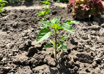small pepper bush grows in the ground in a vegetable garden