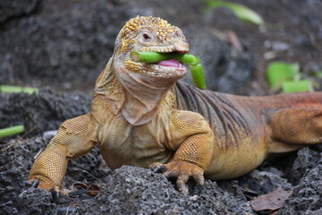 A unique Galapagos land iguana at the Charles Darwin Research Station enjoying a meal of cactus in...