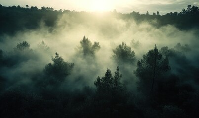 Obraz premium Misty Forest at Sunrise Captures Morning Serenity