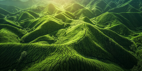the green tea lands most beautiful nature scene ever to be seen.