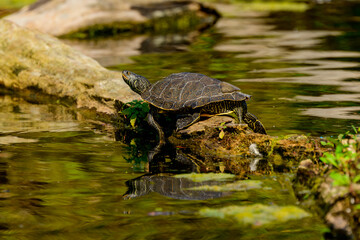 Fototapeta premium Painted turtle (Chrysemys picta) pulled out on a fallen tree trunk catching some warming rays from the sun on the Toronto Islands 