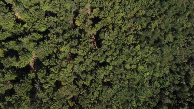 Dense mixed forest from above. Top aerial wide shot