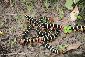 Striped caterpillars in their natural habitat