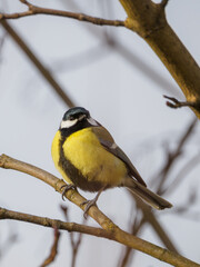 one small, yellow, colorful bird sitting on a branch. The great tit (Parus major). Light background.