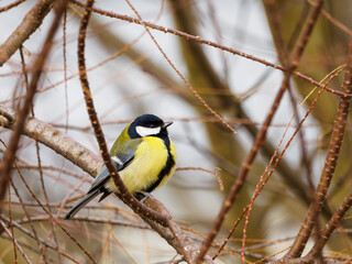 one small, colorful bird sitting on a branch among a tangle of twigs. The great tit (Parus major).