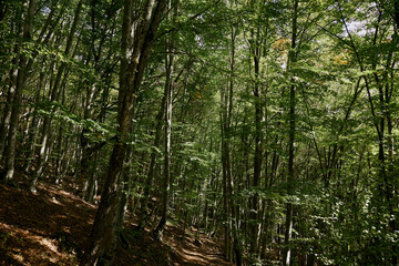 Obraz premium Adventure on Wheels Skateboarding Through the Enchanted Forest Path Amidst Towering Trees and Nature's Splendor