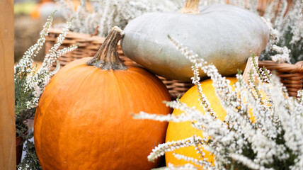 Autumn Harvest Season Vibrant and Colorful Pumpkins Displayed in a Rustic Farm Setting