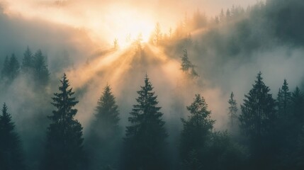 Misty valley landscape