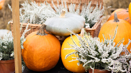 An Autumn Harvest Display featuring Pumpkins along with Beautiful Rustic Decor for all to enjoy