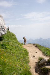 goat on a hiking path in the mountains