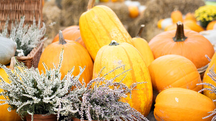 Vibrant Autumn Pumpkins Adorned with Seasonal Decorative Elements and Festive Touches