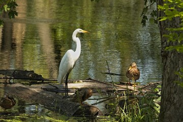 Great egret with is duck