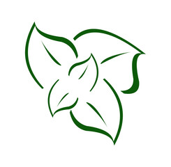 green leaf outline for logo and decoration on transparent background