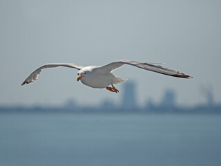 Sea gull and skyline, Meeresmöwe