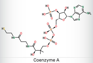 Coenzyme A, CoA, SHCoA, CoASH molecule. Essential coenzyme in fatty acid metabolism and the Krebs cycle, citric acid cycle. Structural chemical formula. Vector