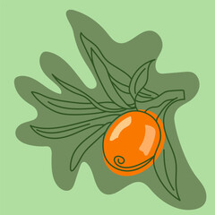 Web sea buckthorn branch. line art. Color spot