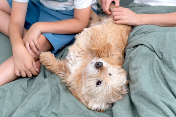 Cute joyful dog lying in the bed with the family