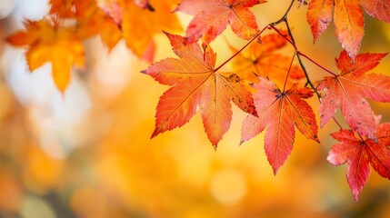Vibrant autumn leaves showcasing orange and red hues against a blurred background.