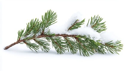 one single green pine branch covered in snow isolated on white background
