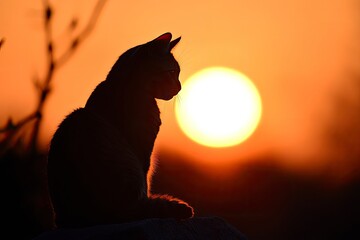 sunset cat.generative ai