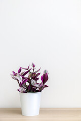 Vertical shot of small white pot of Wandering Jew houseplant (also known as Tradescantia fluminensis) with its purple leaves, on wooden textured surface against white background, copy space above