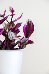 Vertical shot of partial Wandering Jew houseplant (also known as Tradescantia fluminensis) with its special purple leaves, on left side of white background