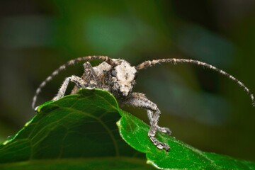 The Mesosa nebulosa is a species of longhorn beetle belonging to the family Cerambycidae. Known for its distinctive elongated body and long antennae