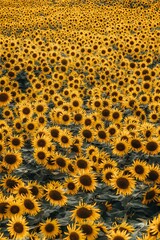 Many sunflowers in the field