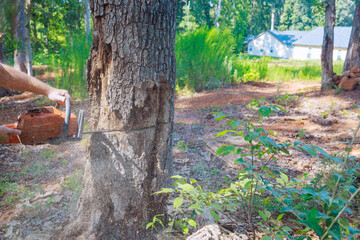 Forester cuts an old, damaged large tree with chainsaw for sanitary purposes