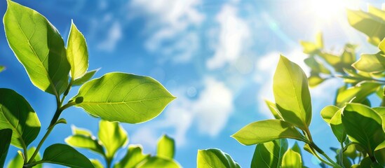 Obraz premium Green Leaves In Front Of Blue Sky Background