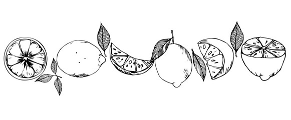 Set of sketches of six lemon cuts with leaves