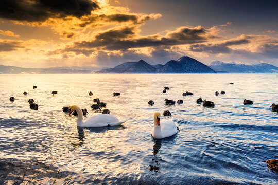 Two swans and a flock of ducks swimming in Lake Toya, Hokkaido, Japan