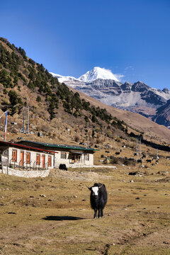 Yak in village of Soe with Jomolhari mountain in distance, Bhutan